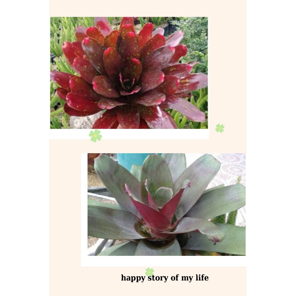 Paket 2 pohon bromelia ( bromelia mawar dan bromelia Giant )
