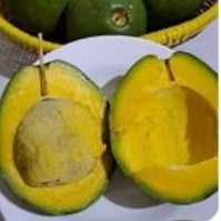 alpukat Mentega JUMBO