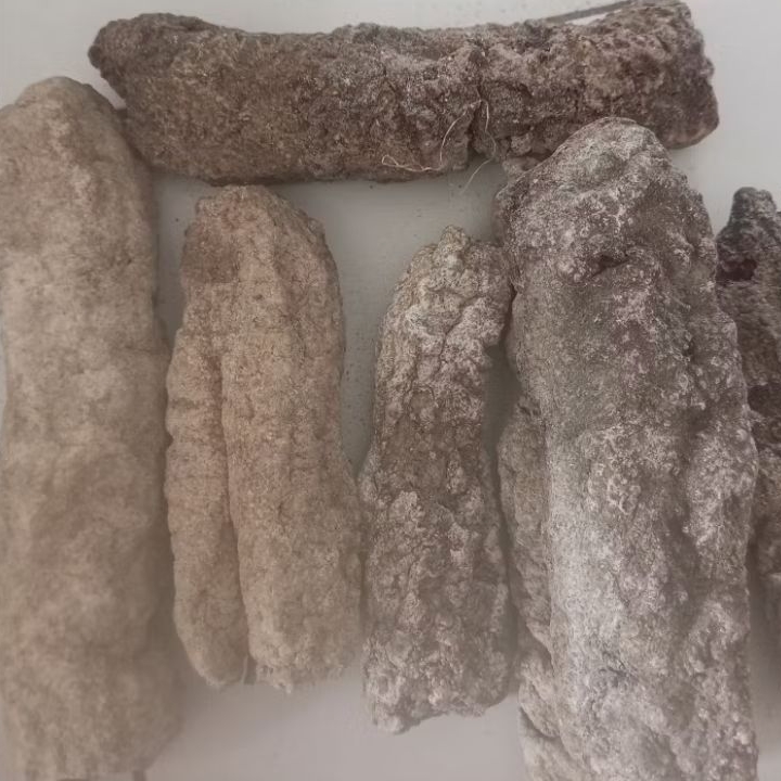 Teripang gamad emas kering/hoisom