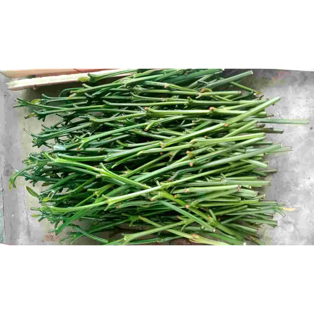 entres kopi Arsyad asli lampung utara 50 tunas raja