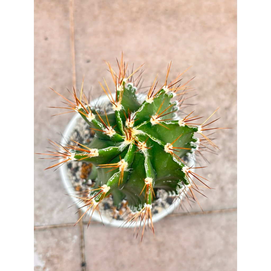 Induk Besar 10cm MURAH Kaktus Astrophytum Ornatum Ownroot Astro