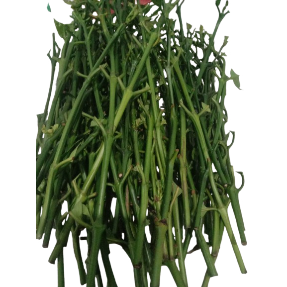 Entres Kopi Bagio Valid 10 Ranting Tunas Raja