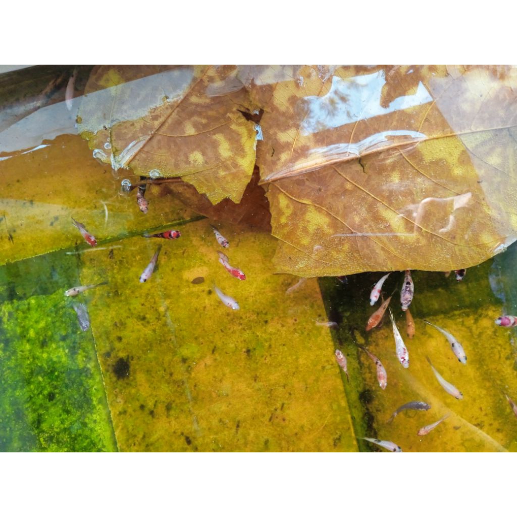 ikan cupang bahan random haflmoon red koi cooper