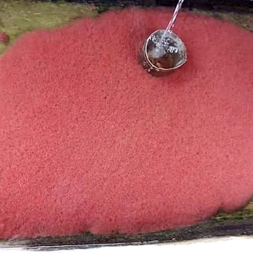 Cacing Sutra Hidup 1/2 Liter - Cacing Rambut 1 Liter
- Casut 1 Gayung Besar