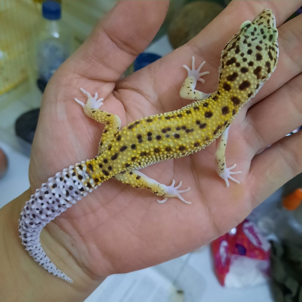 Mainan Asli Gecko Leopard Juvenile Macksnow Reverse stripe