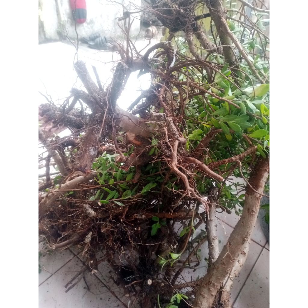 bahan bonsai santigi  | santigi karang | tanaman santigi | bonsai