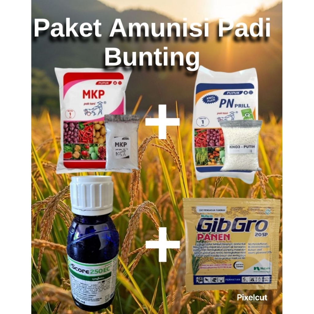 Paket Amunisi Tanaman Padi Bunting (MKP,KNO3 Putih,ZPT Gibro 20SP,Fungisida Score)