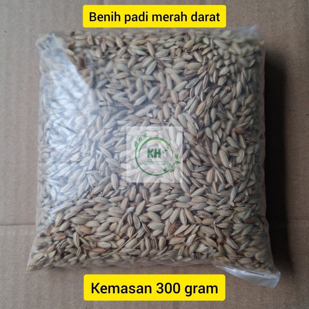 GRATIS ONGKIR | Benih padi merah untuk di darat dan ladang bibit super siap tanam - 300 gram