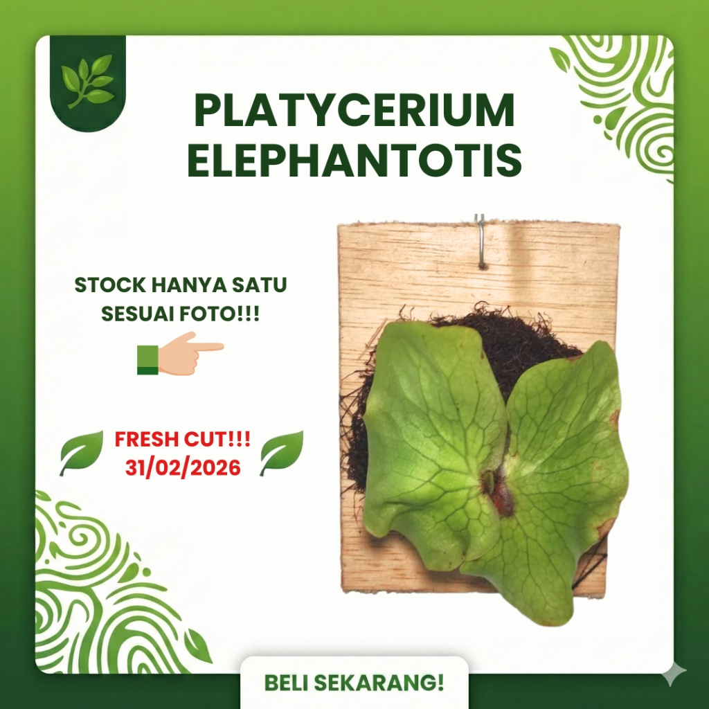 SESUAI FOTO - Platycerium Elephantotis Pup Anakan Fresh Cut dari Indukan Sp - Simbar Menjangan Gajah