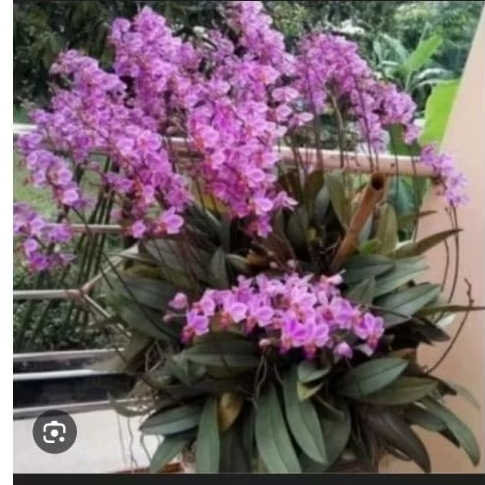 Anggrek Doritis Super Rimbun