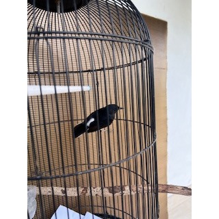 burung murai mh kaki hitam burja