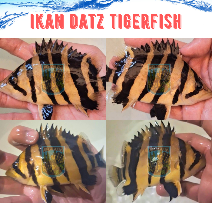 Ikan Datz Ikan Hias Predator Datnioides Mircolepis Ikan Datz Sumatra Ikan Datz Borneo - Mixbar 8-10c