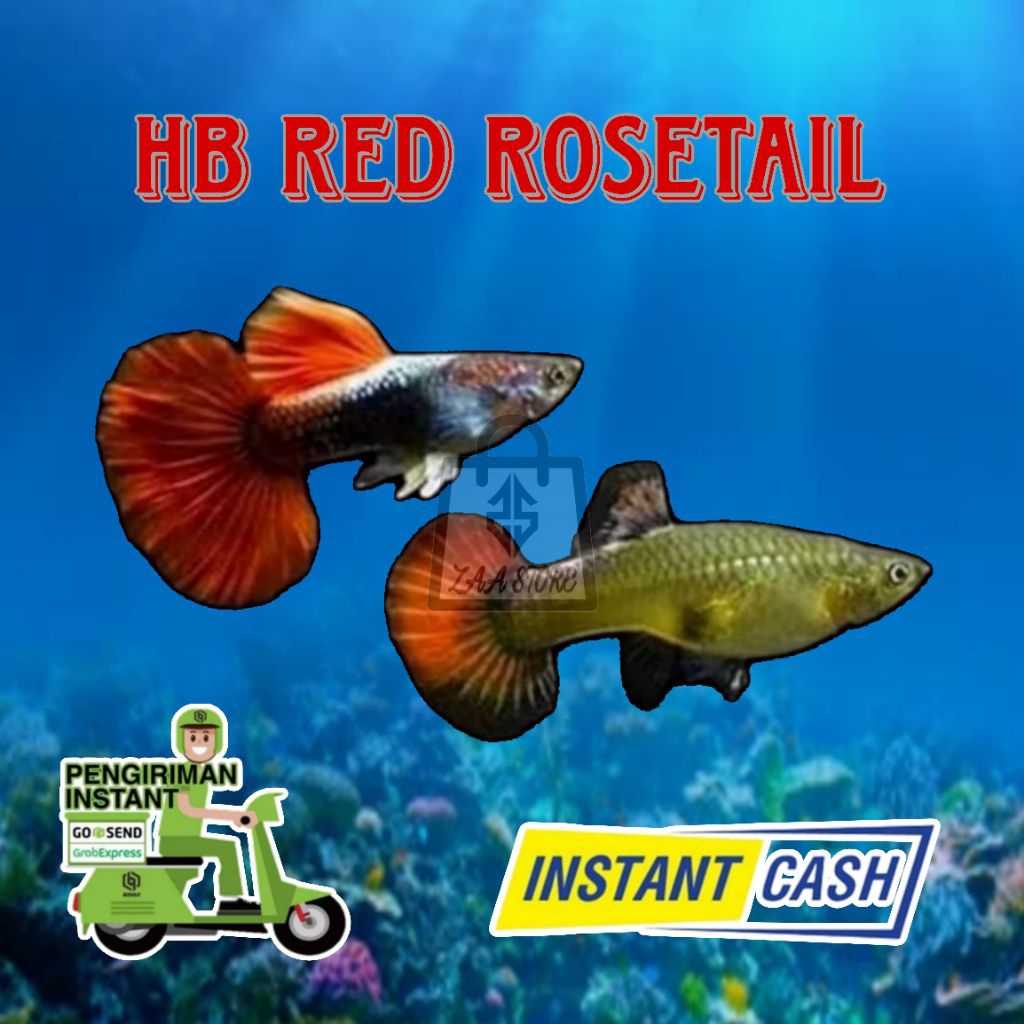 Hiasan Aquarium Dan Aquascape Warna HB Red Rosetail