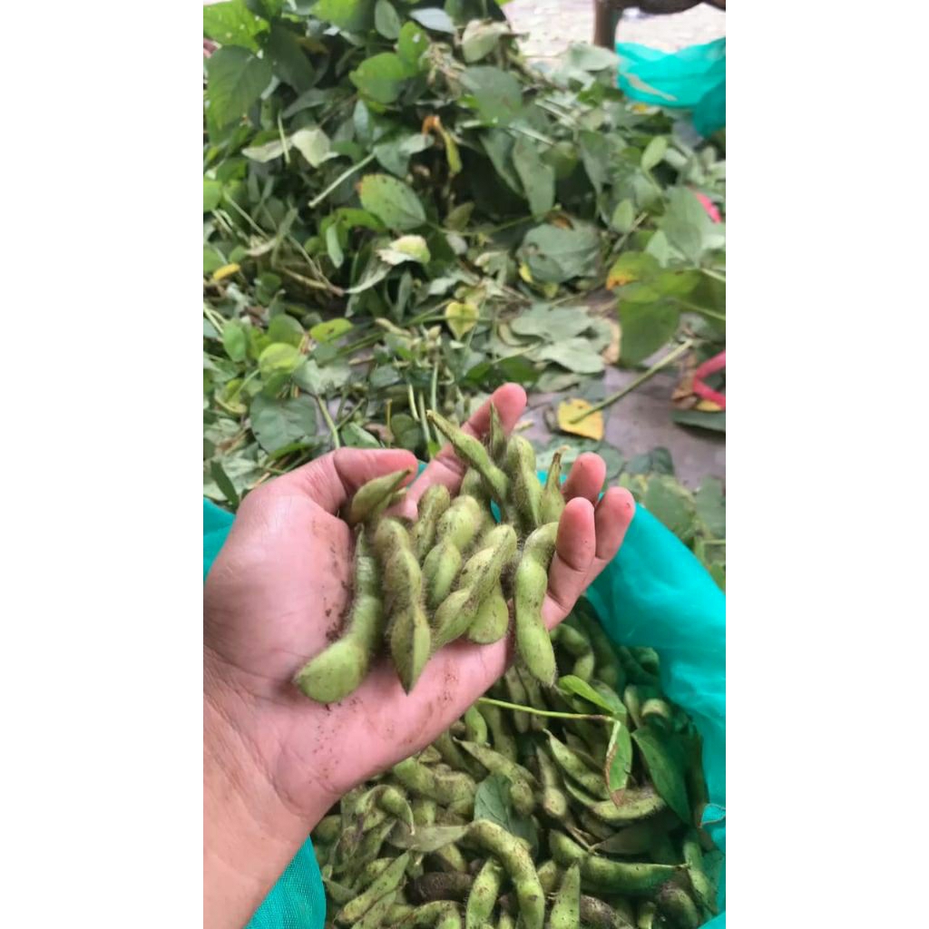edamame fresh murce