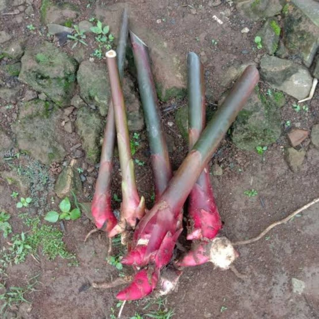 Bibit tanaman honje kecombrang merah Bibit Bonggol Anakan Combrang Merah