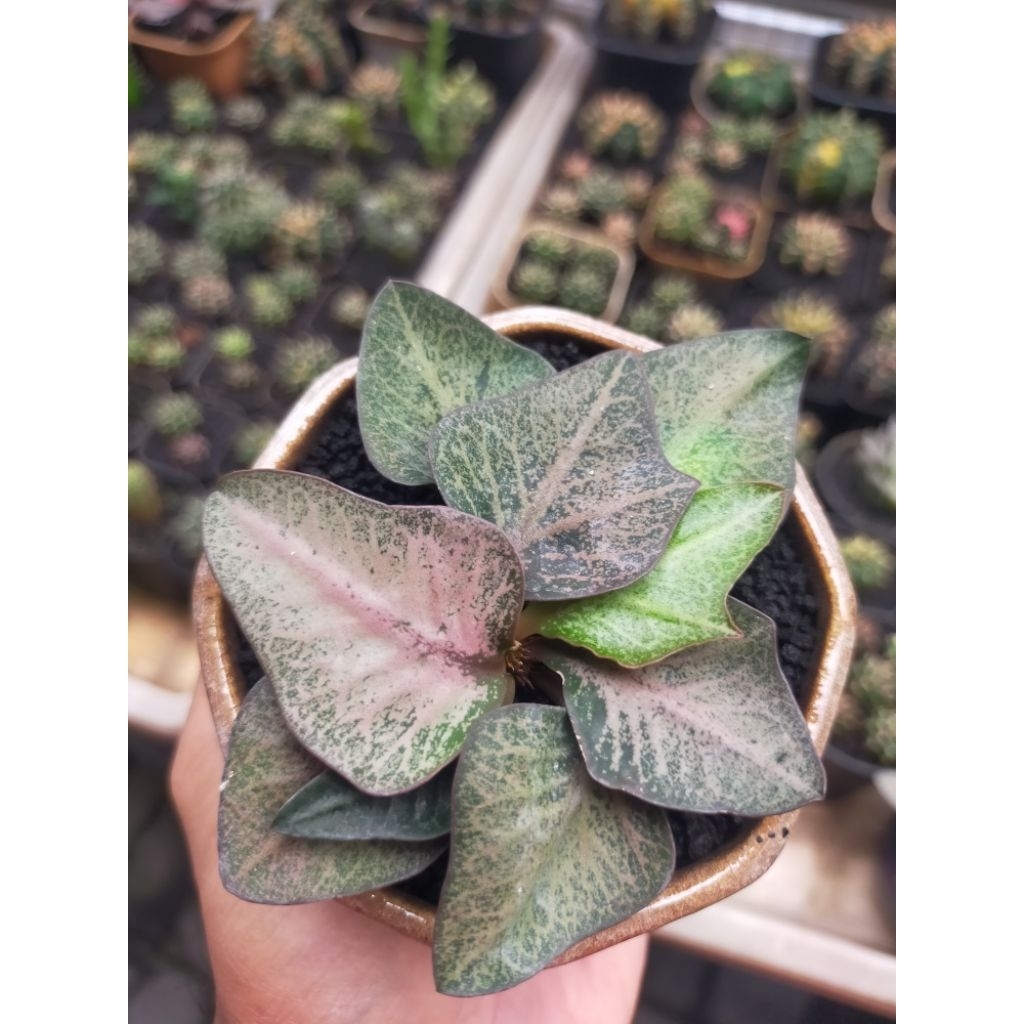 Euphorbia Francoisii Hybrid Maple