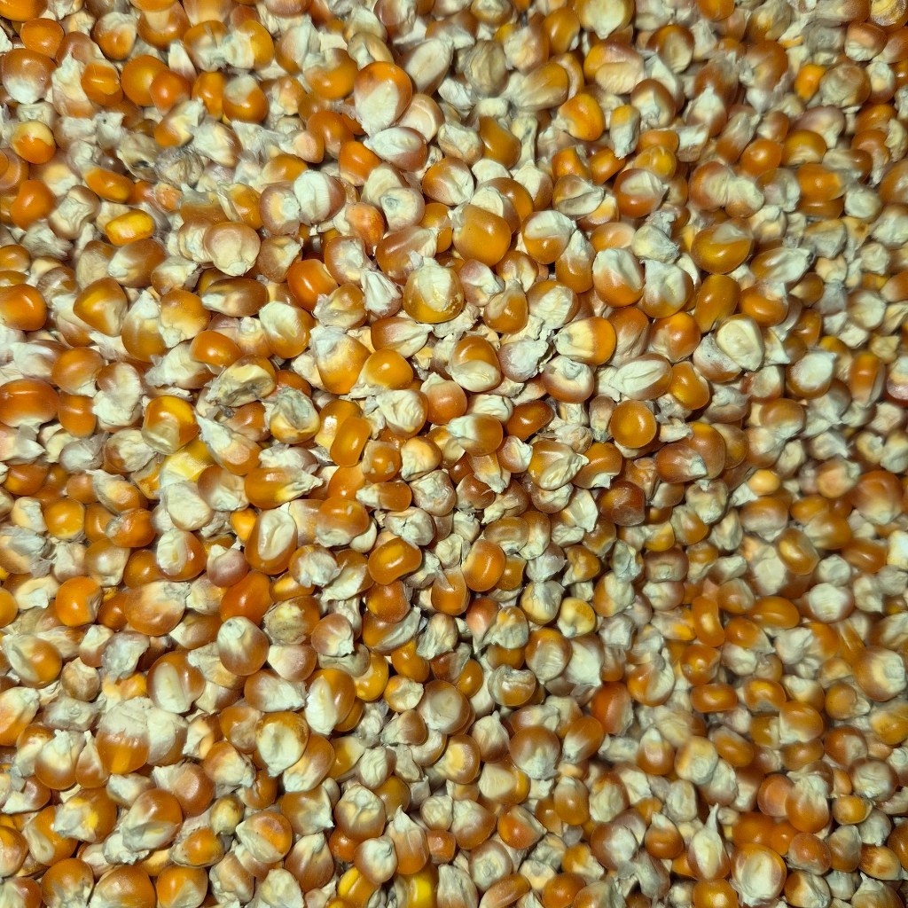 Jagung Kecil Pakan Ayam Kampung & Pedaging Makanan Ayam Berkualitas 1 kg