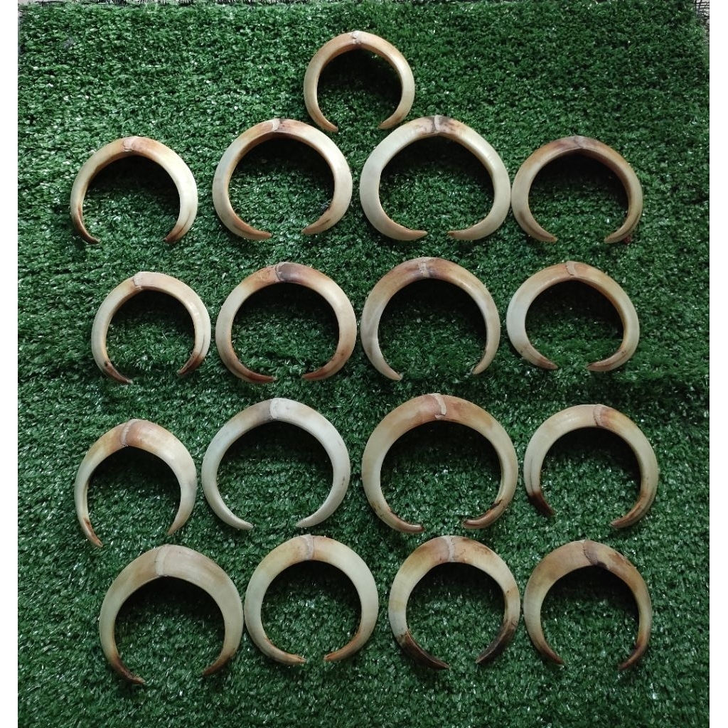 Bahan liontin taring babi asli sepasang 8cm