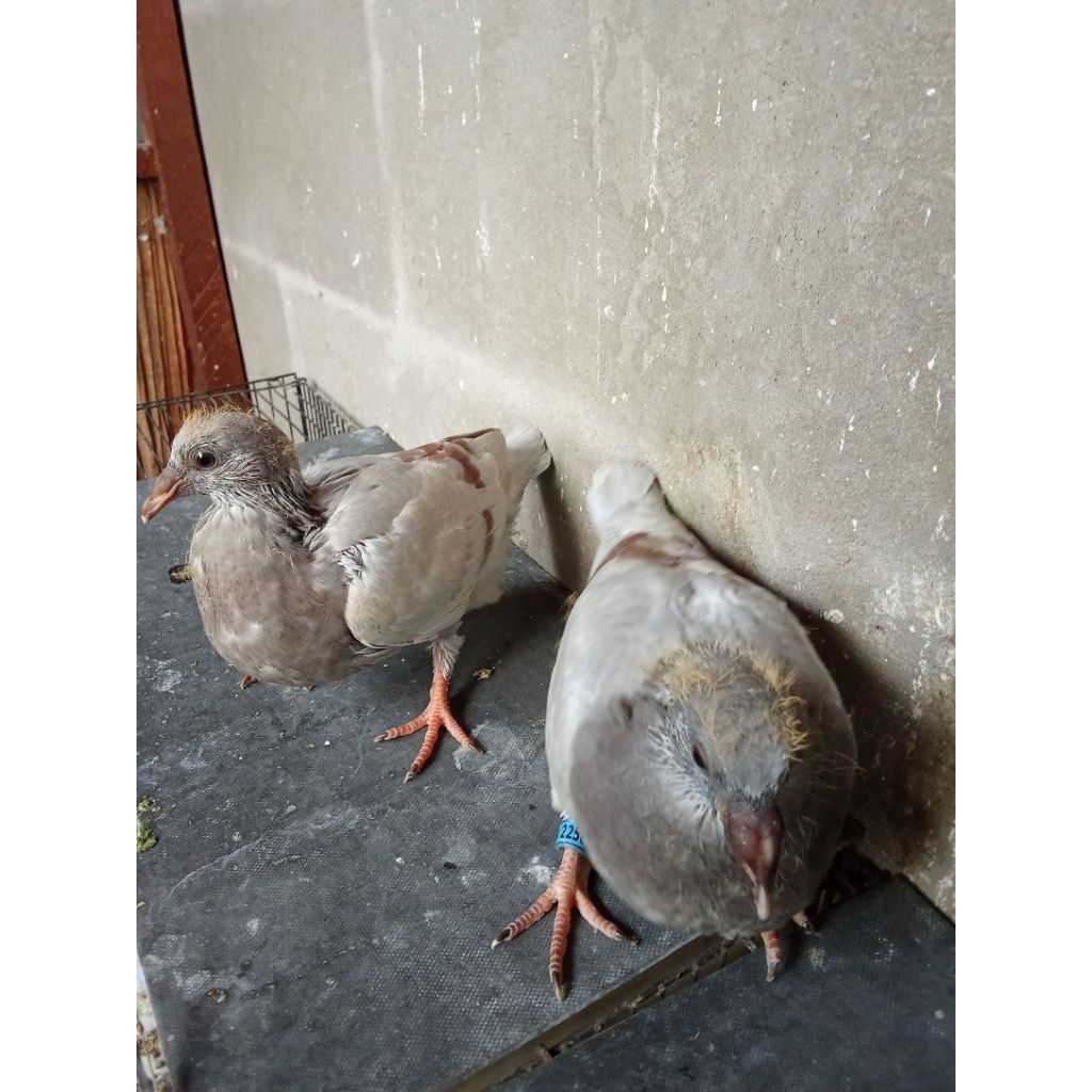 Piyik merpati pos ring LLB