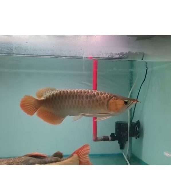 Hiasan Aquarium/Arwana Super red 35-40cm