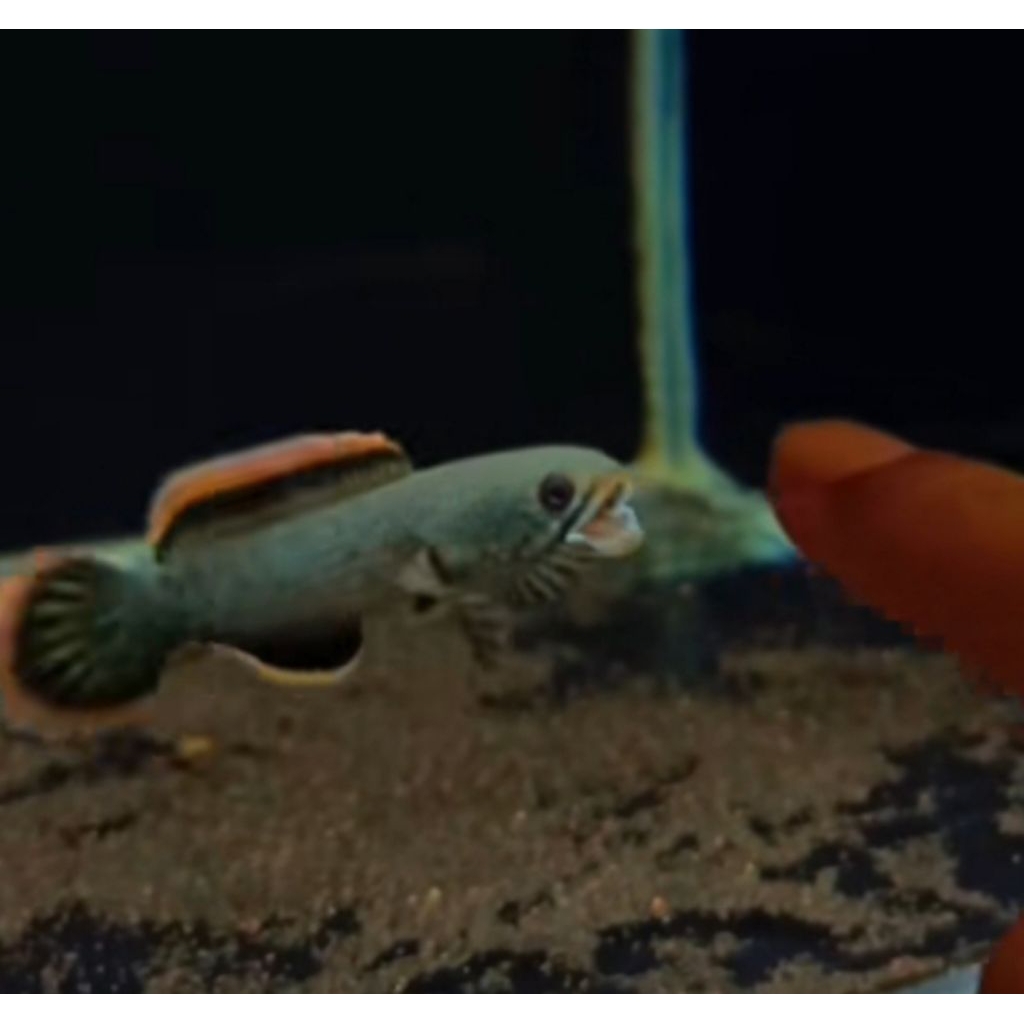 CB LAWU Limbata Size 5-6cm Rim tebel Mental Mangap mangap( Gratis ongkir)