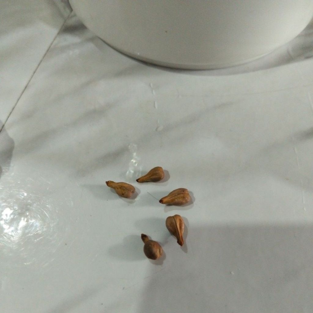 bibit anggur dan apel