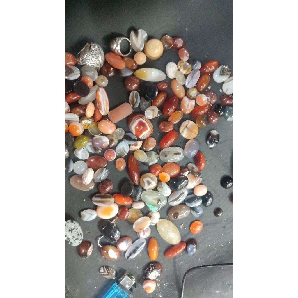 pirus mesir ceplok kuro