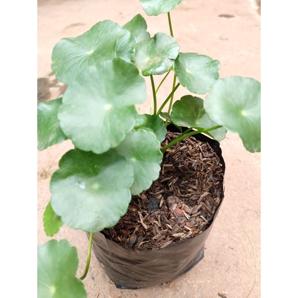 bibit tanaman herbal pegagan daun pegagan