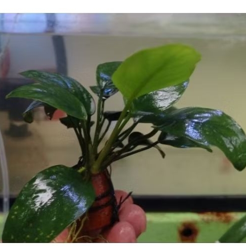 Anubias Nana Indukan Rawatan Low Co2 Real Pict