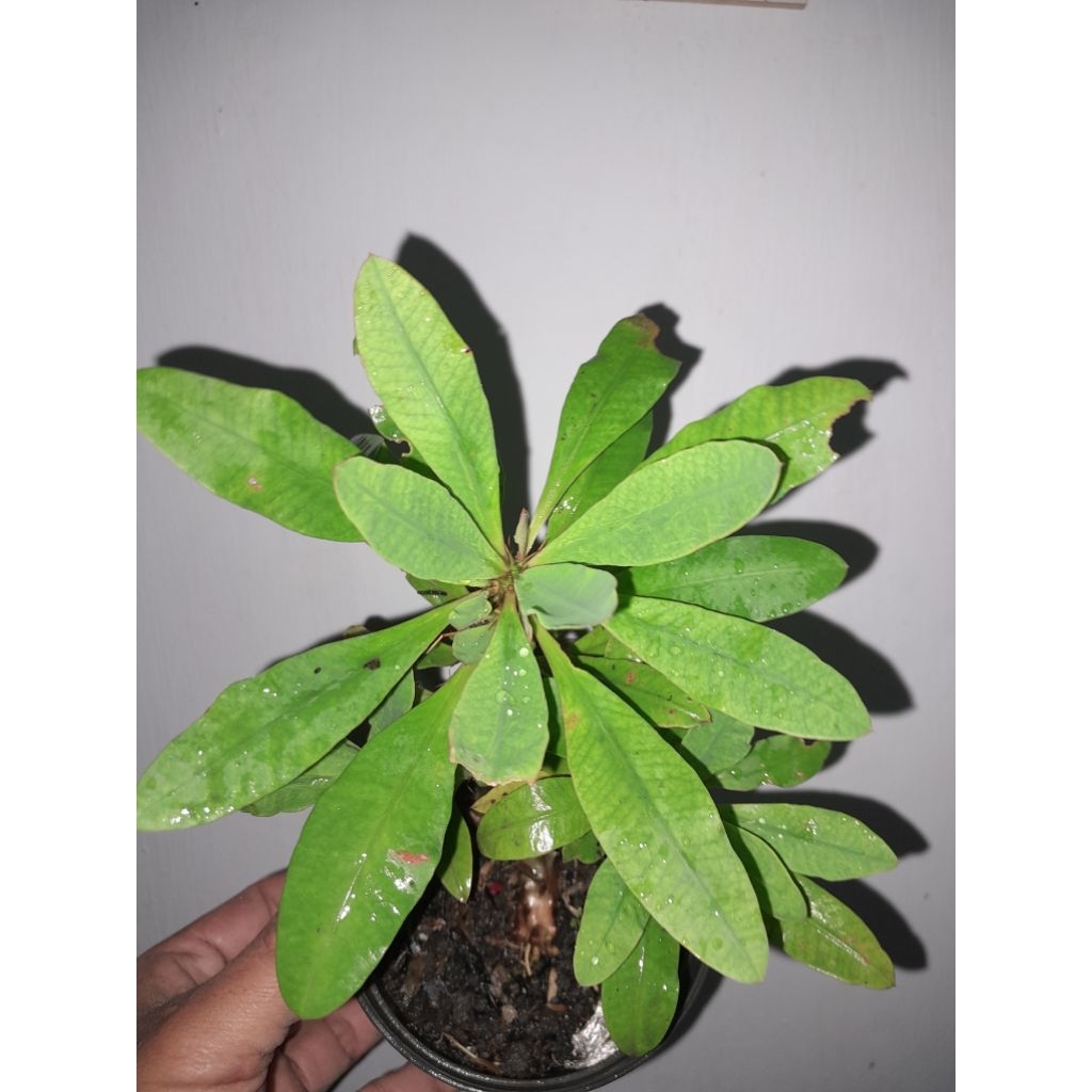 Euphorbia bunga kuning