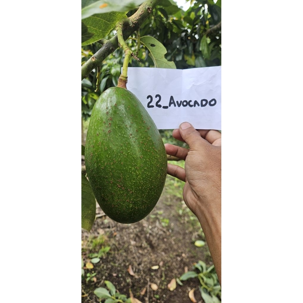 garansi Alpukat Mentega jumbo premium alpukat pucuk merah Seminung