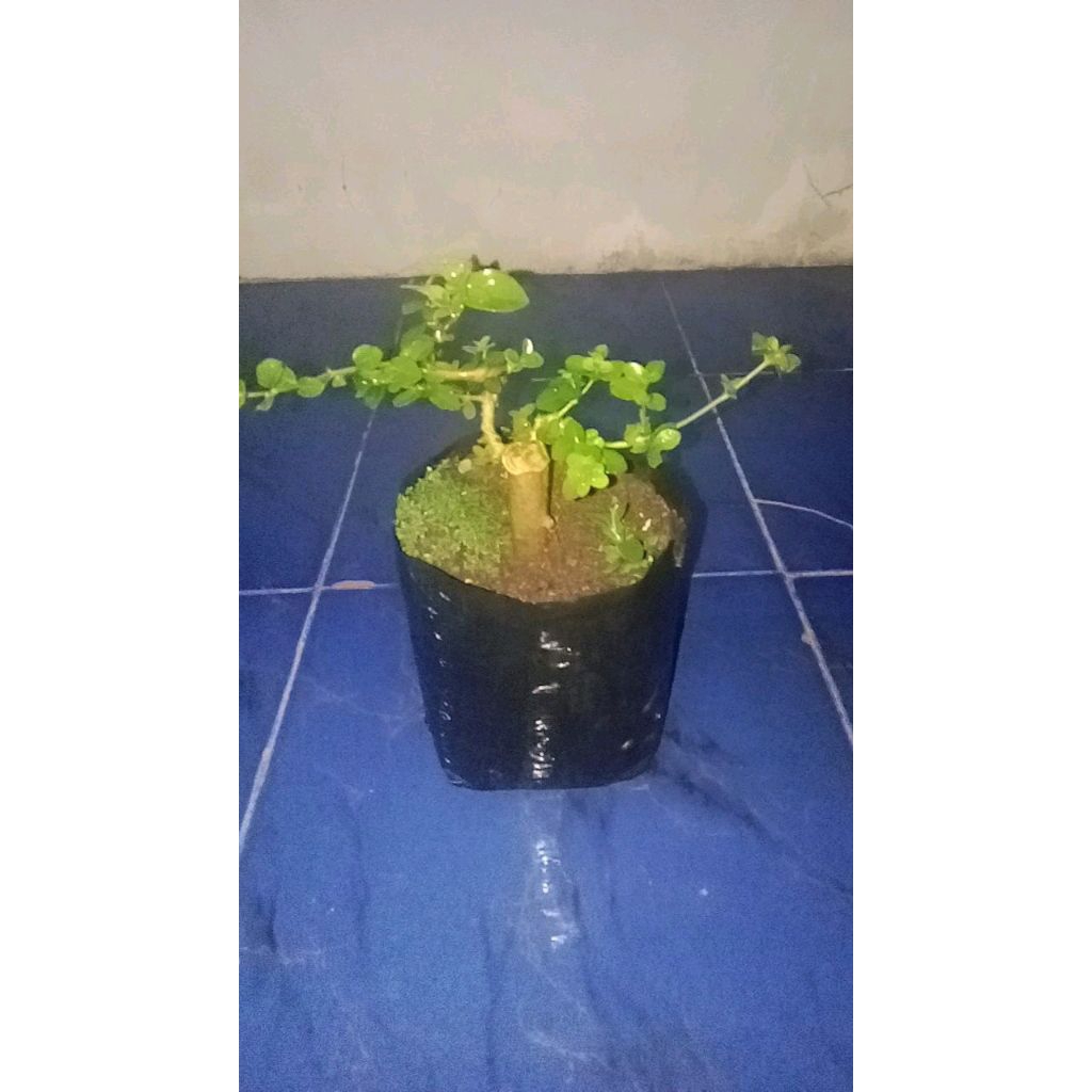 Bahan Bonsai Sancang Mame