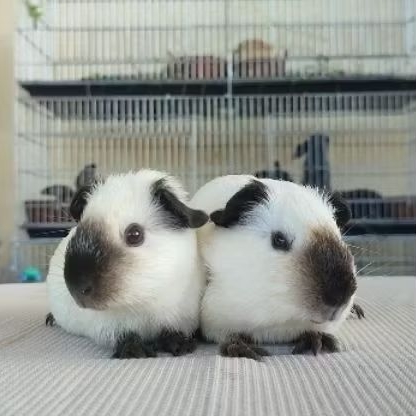 marmut american california - american california guinea pig jinak