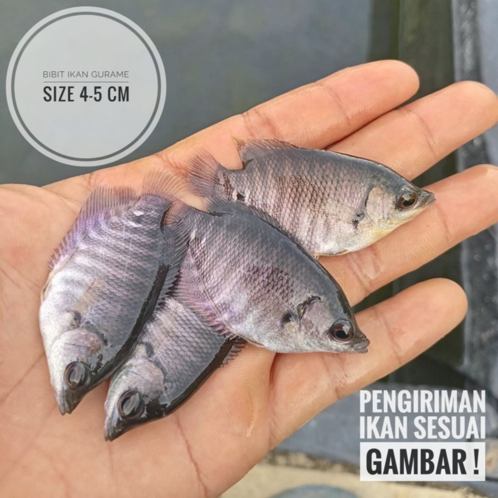 Benih ikan Gurame ukuran 5cm + Bonus pakan