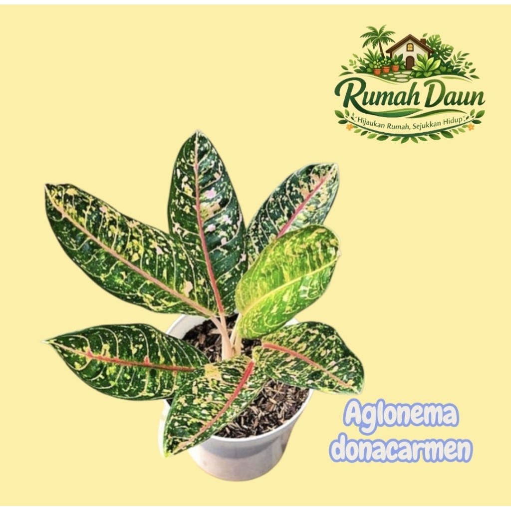 tanaman hias aglonema donacarmen - aglonema donacarmen