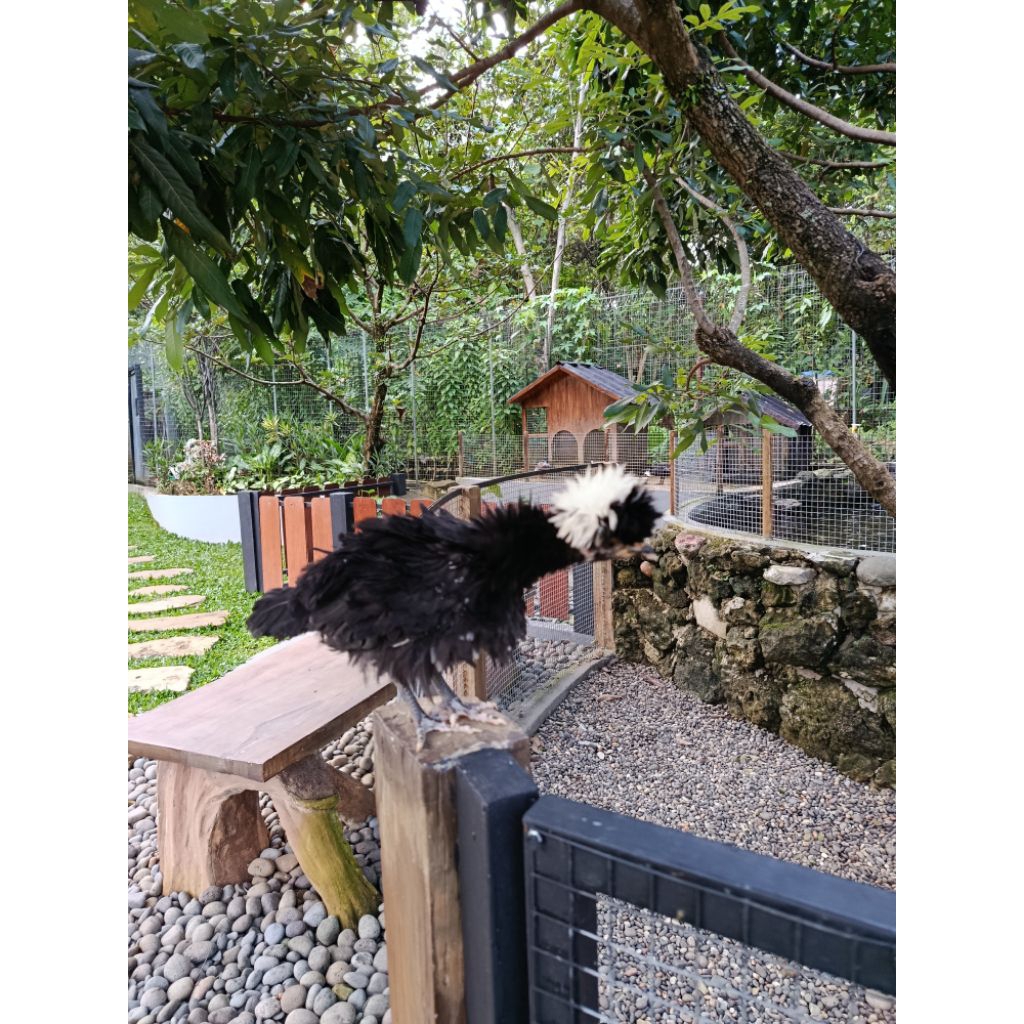 Anakan Ayam Polandia