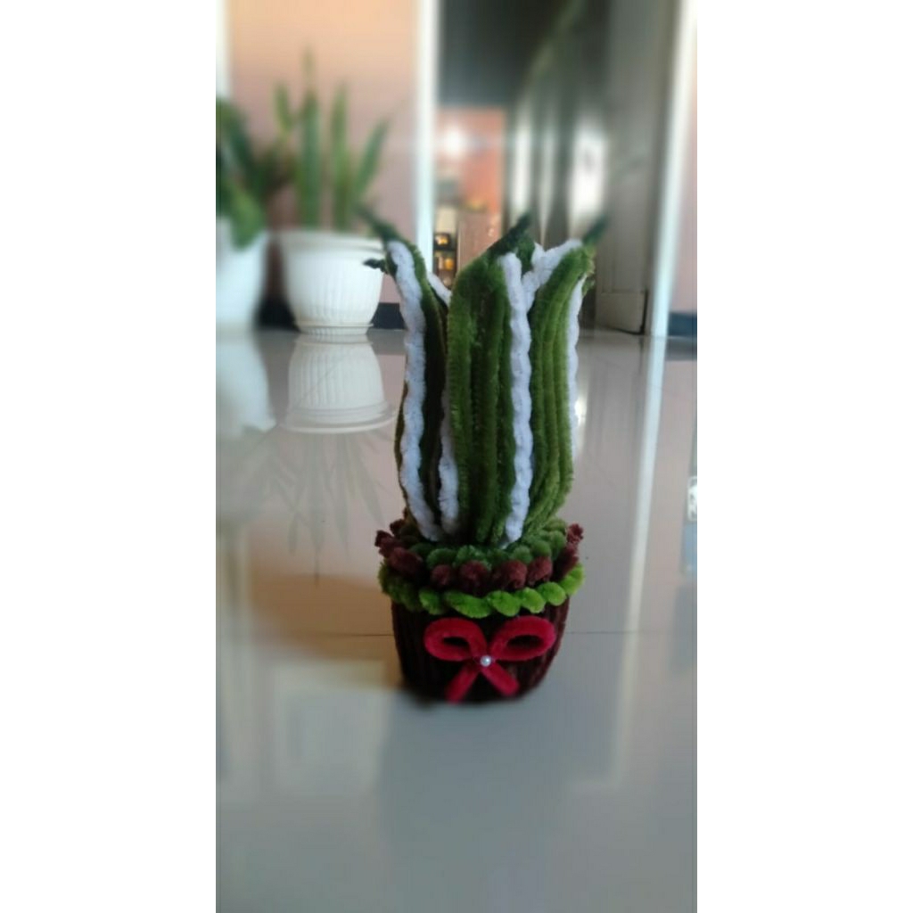 pot mini lidah mertua kawat bulu