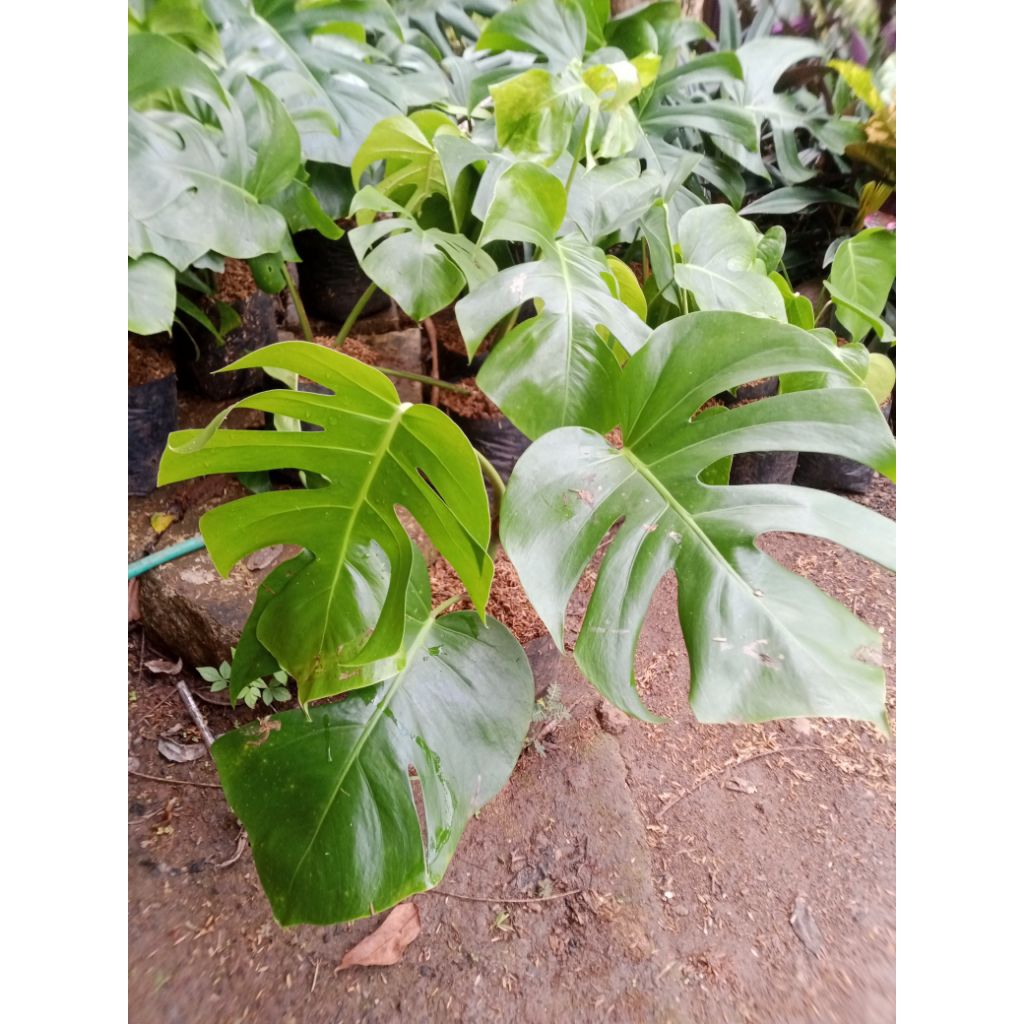 Tanaman hias monstera king deliciosa (UKURAN REMAJA)