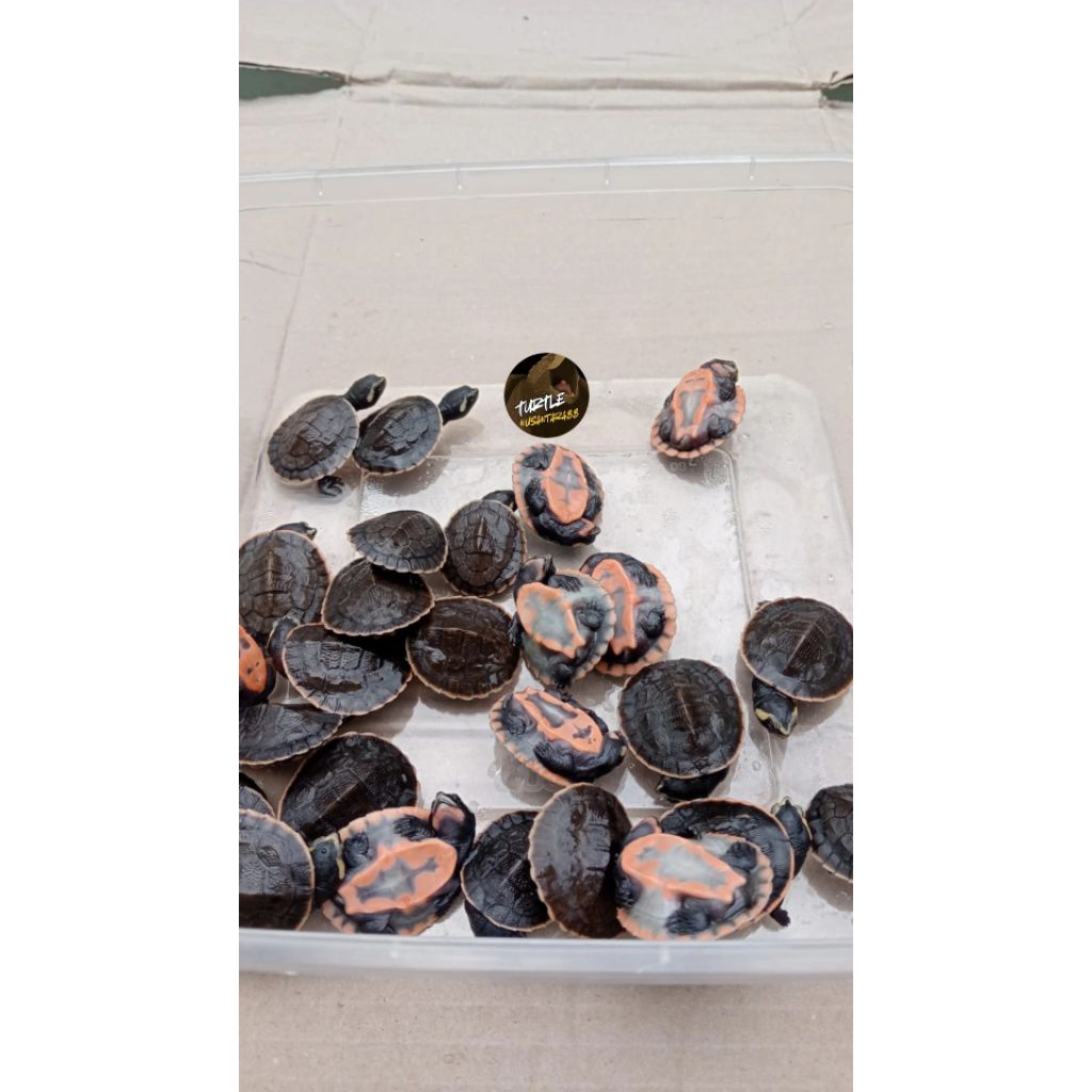 PELET DAMER / KURA KURA DAMER / DADA MERAH