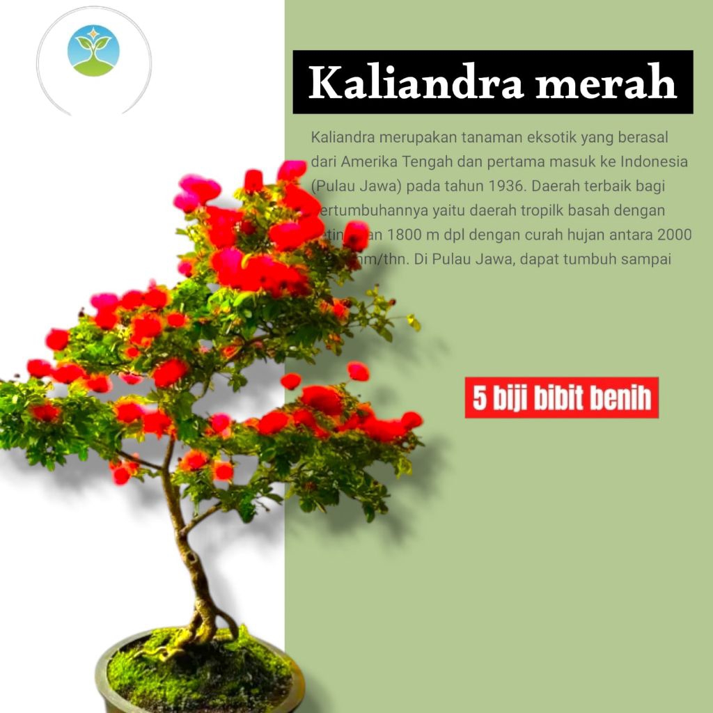 [ 20 Butir ] Bibit bonsai kaliandra merah | Caliandra calothyrsus | Powder Puff Flower