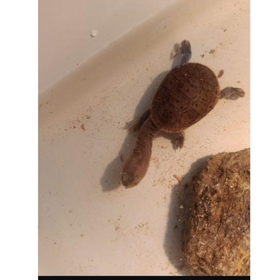 hiasan kura siebenrocky