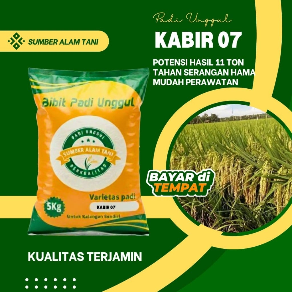 Benih/Bibit Padi unggul KABIR-07 Original Kualitas Super Kemasan 5-KG