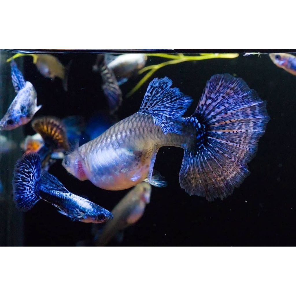 tanaman air guppy platinum blur dragon indukan siap ternak