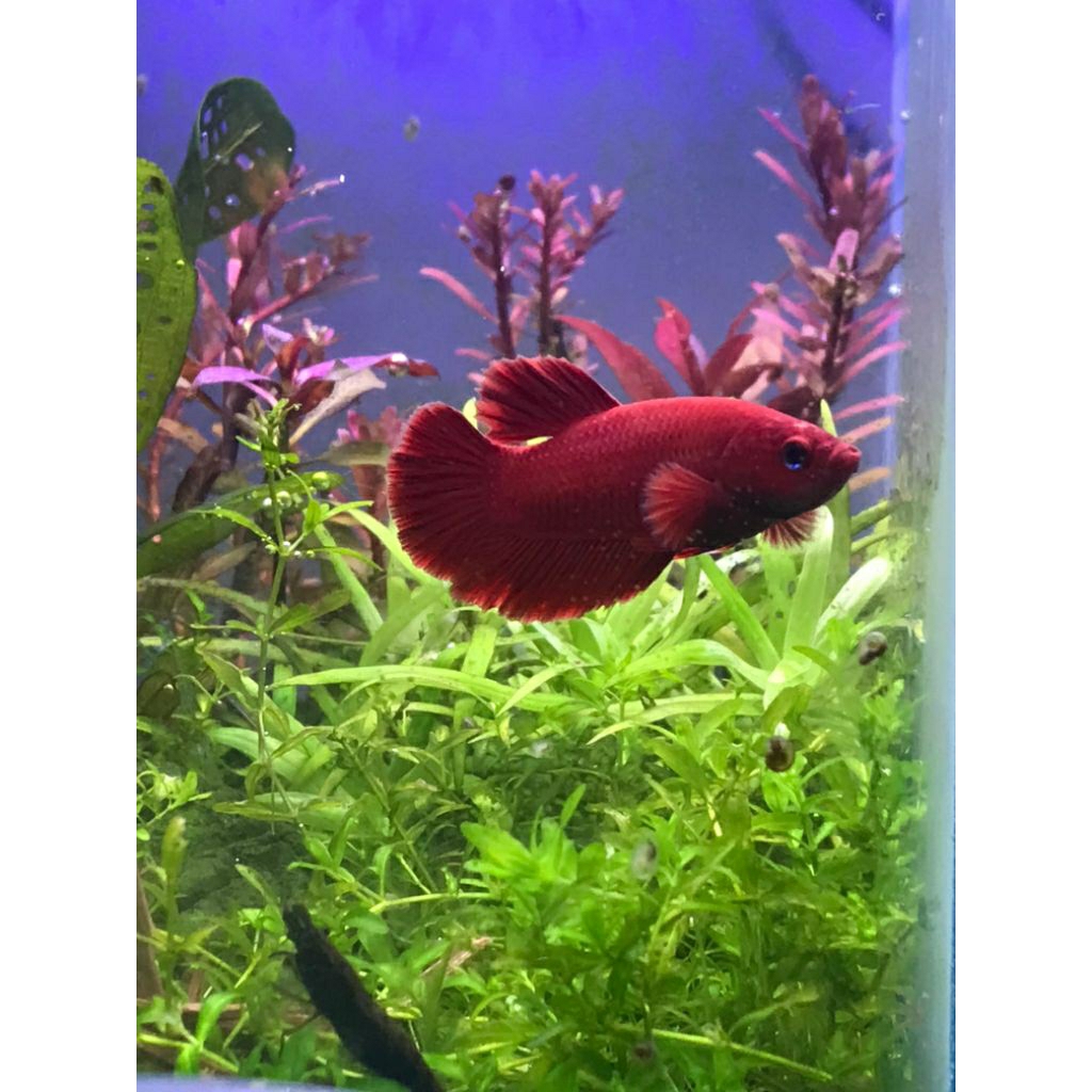 Ikan Cupang Plakat Full Super Red