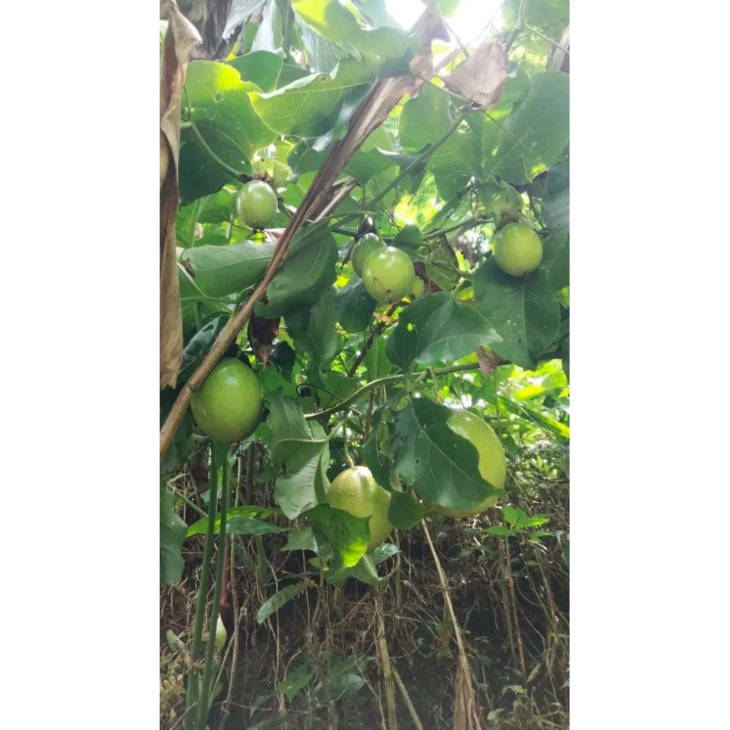 bibit markisa / konyal