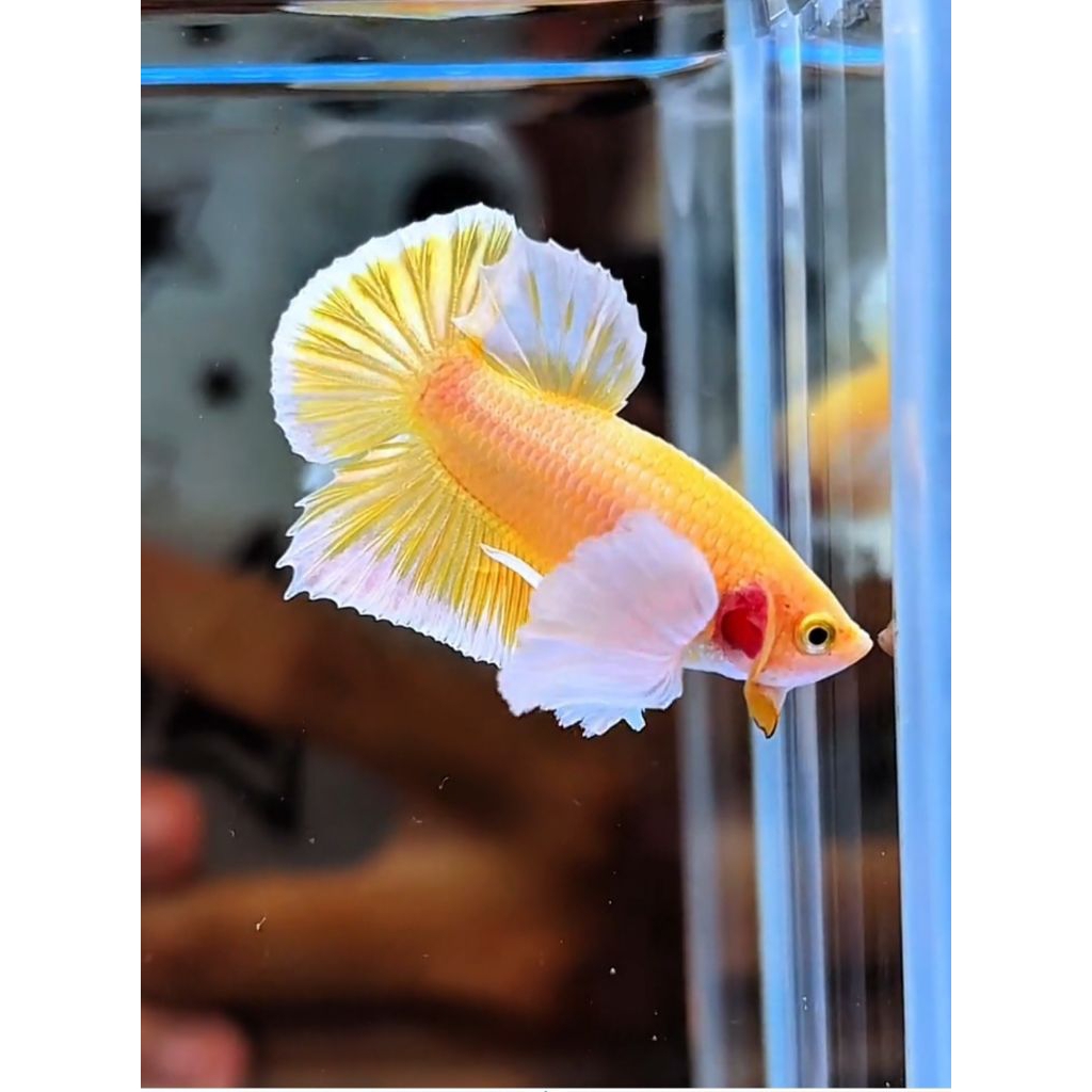 ikan cupang dumbo ear super gold vvip original thailand. dewasa indukan .male / jantan