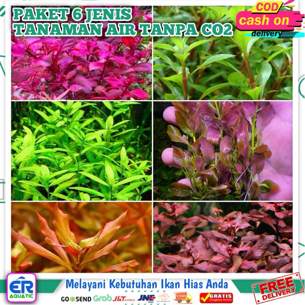 Paket 6 Jenis Tanaman Air Aquascape Tanpa Co2
