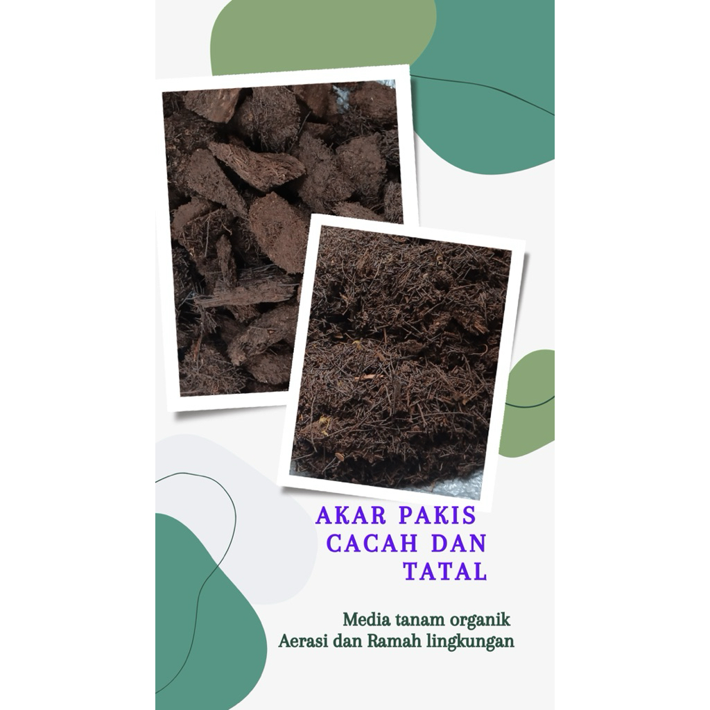 Akar pakis cacah tatal media tanaman hias anggrek aglonema