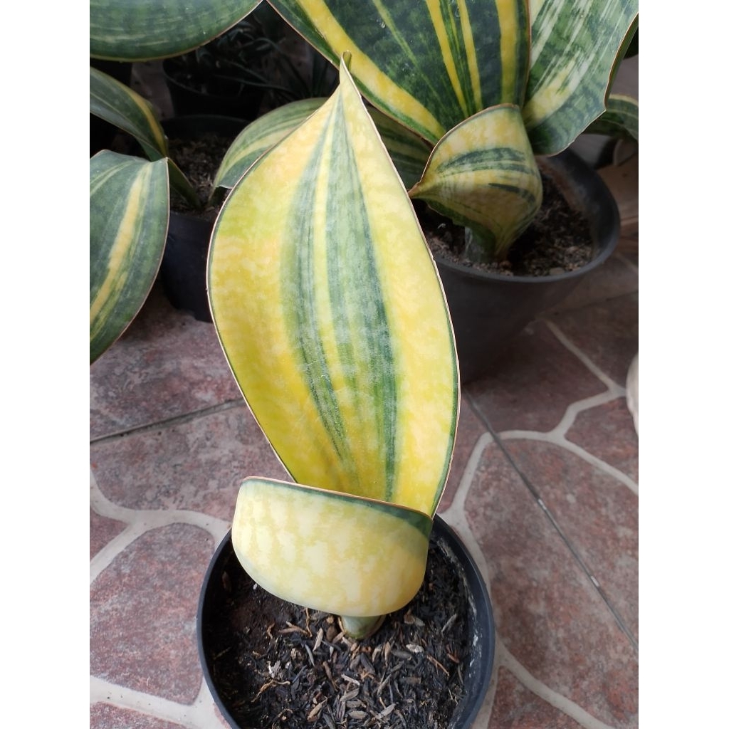 Sansivera Masoniana Variegata Kuning