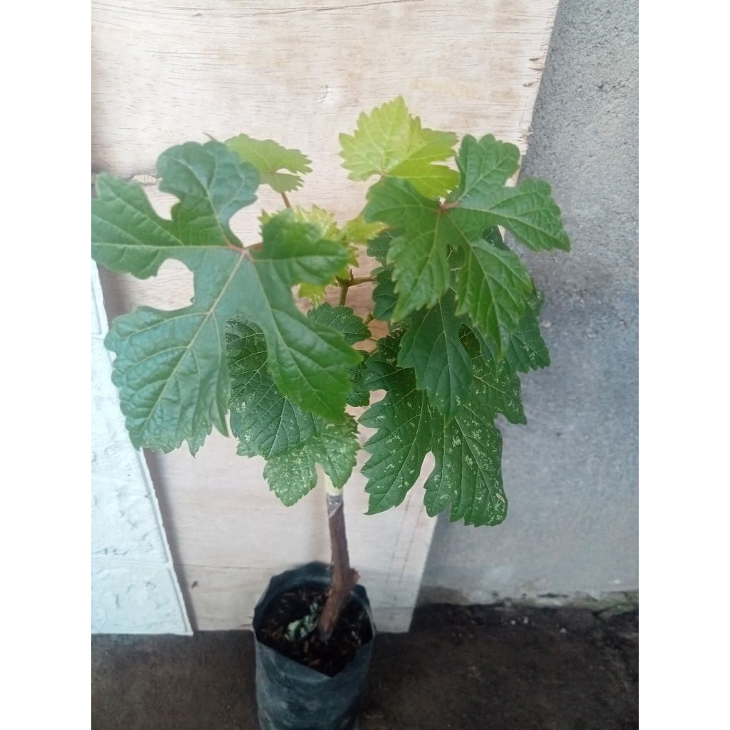 bibit anggur/anggur import/bibit berkualitas